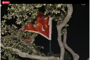 திருப்பரங்குன்றம் மலை உச்சியில் உள்ள கல்லத்தி மரத்தில் கொடி கட்டப்பட்ட விவகாரம் தொடர்பாக போலீஸ் விசாரணை