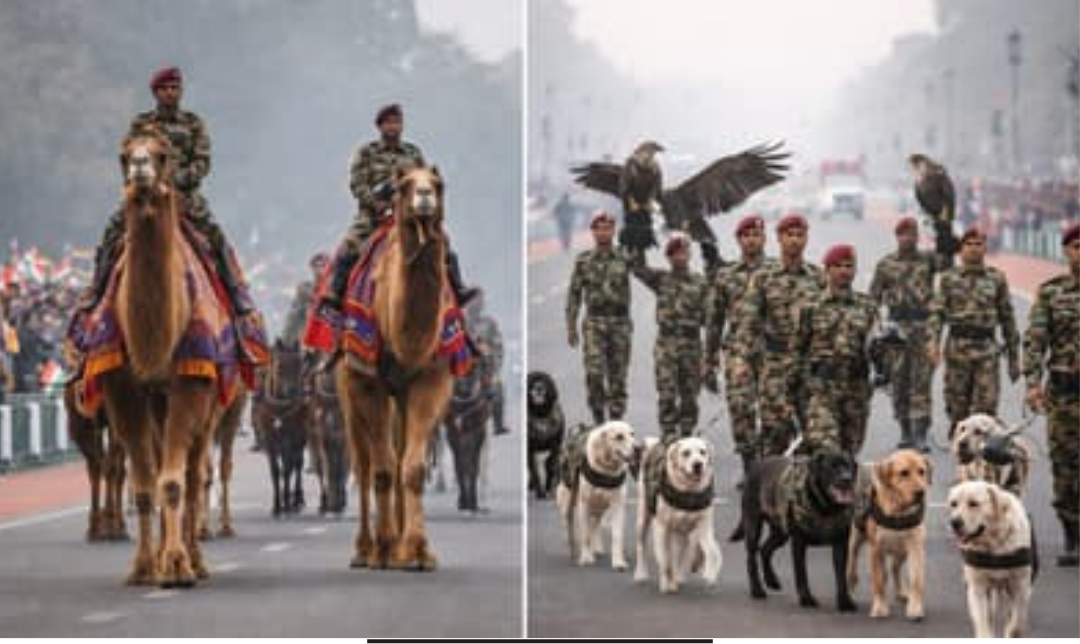 குடியரசு தின விழாவுக்கான பயிற்சியில் இந்திய ராணுவத்தின் கால்நடை பயிற்சி பிரிவின் விலங்குகள் மற்றும் அலங்கார ஊர்திகள்