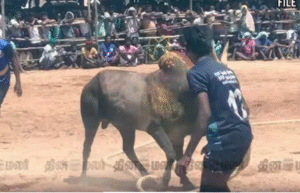 சிவகங்கை மாவட்டம் சிங்கம்புணரி அருகே நடைபெற்ற மஞ்சுவிரட்டு போட்டி.
