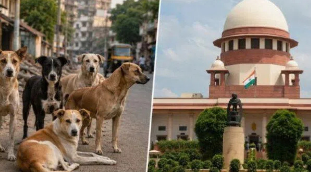 தெருநாய்கள் தொடர்பான வழக்கில் உத்தரவு வழங்கிய சுப்ரீம் கோர்ட்
