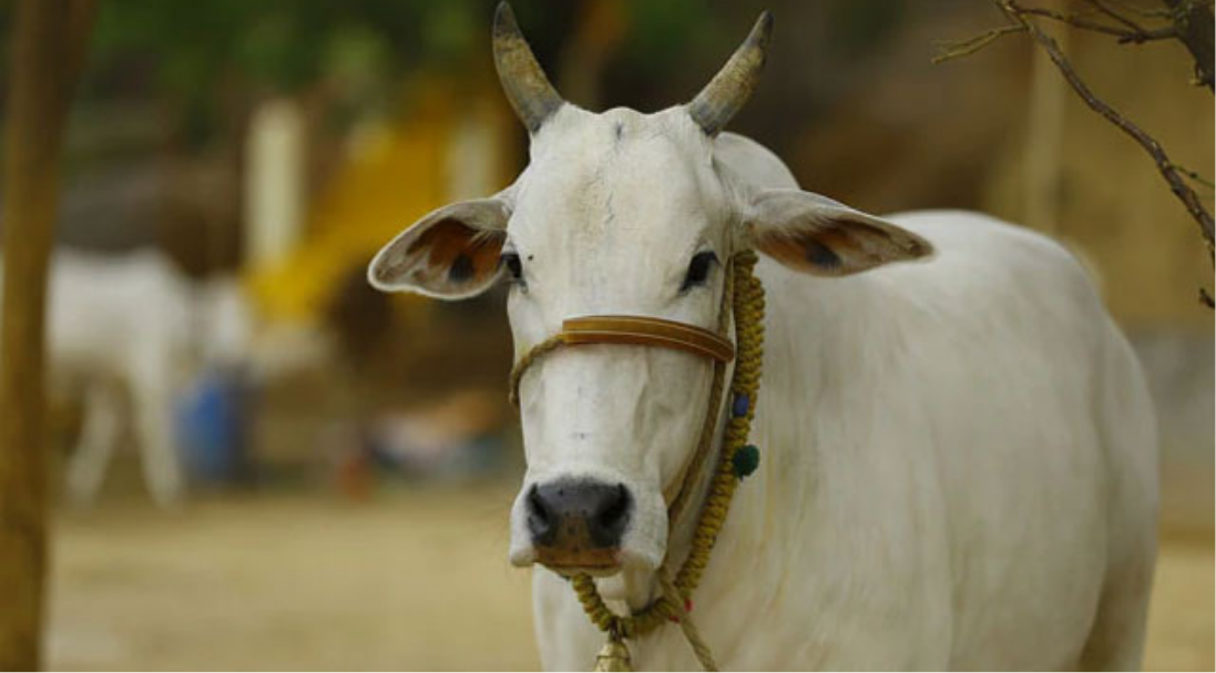 பசுவை தேசிய விலங்காக அறிவிக்க வேண்டும் என கருத்து தெரிவித்த முஸ்லிம் அமைப்புத் தலைவர்கள்