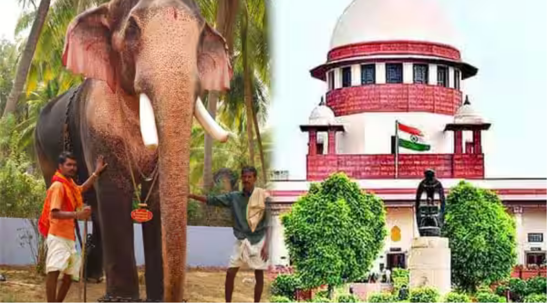 கேரளாவின் உயரமான யானையாக கருதப்படும் ராமன் யானை மற்றும் அதுகுறித்து உத்தரவு பிறப்பித்த உச்ச நீதிமன்றம்.