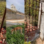 திருப்பாச்சூர் அருள்மிகு வாசீஸ்வரர் கோவில் சுற்றுவட்டாரத்தில் கழிவுகள் கொட்டப்பட்டதாக புகார் எழுந்த நிலையில், நடவடிக்கை கோரி வலியுறுத்தும் பக்தர்கள்.