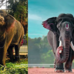 அசாமில் இருந்து தமிழக கோயில்களுக்கு 5 யானைகள் இடமாற்றம் செய்ய தடை விதிக்க கவுகாத்தி ஐகோர்ட் மறுப்பு