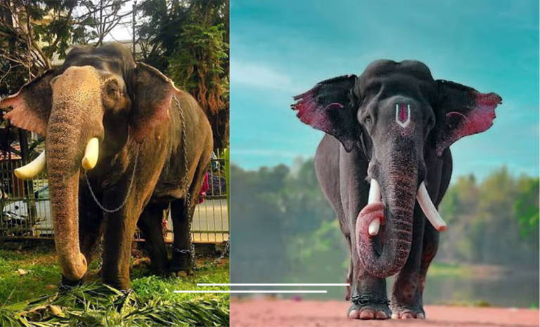 அசாமில் இருந்து தமிழக கோயில்களுக்கு 5 யானைகள் இடமாற்றம் செய்ய தடை விதிக்க கவுகாத்தி ஐகோர்ட் மறுப்பு