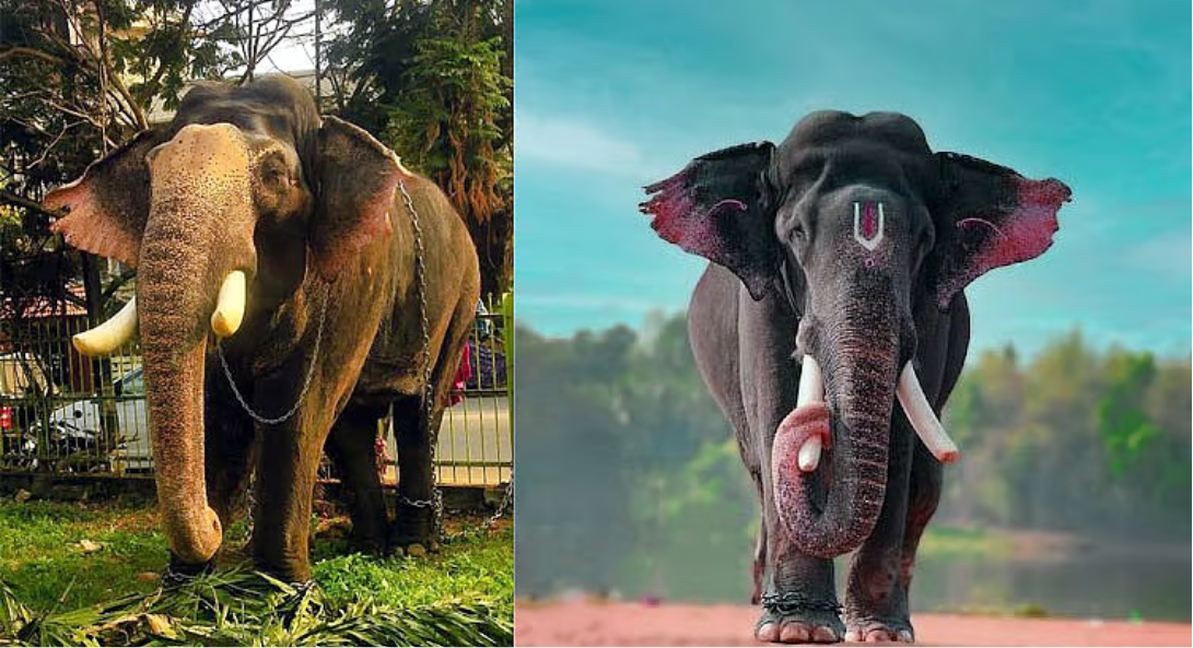 தமிழக கோயில்களுக்கு அசாமில் இருந்து இடமாற்றம் செய்யப்பட்ட யானைகளை திரும்பப் பெற கவுரவ் கோகோய் கோரிக்கை